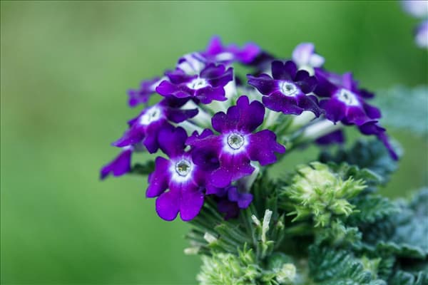 Verbena aufrecht