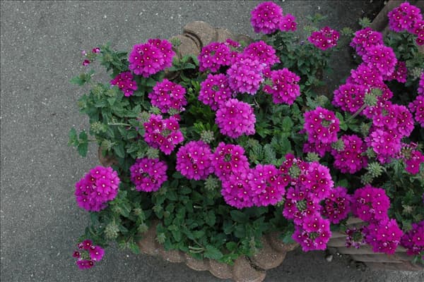 Verbena aufrecht