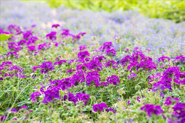 Verbena aufrecht