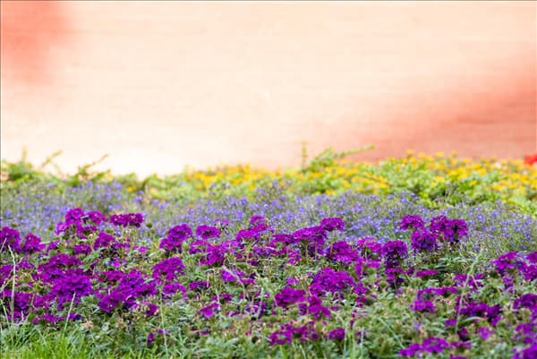Verbena aufrecht