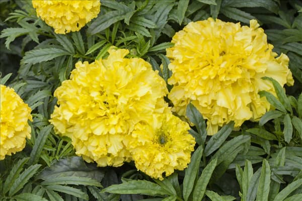 Tagetes erecta