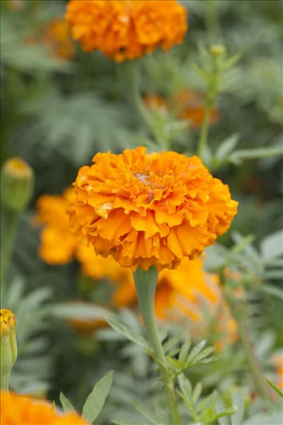 Tagetes erecta