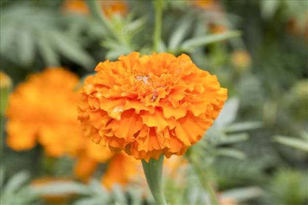 Tagetes erecta