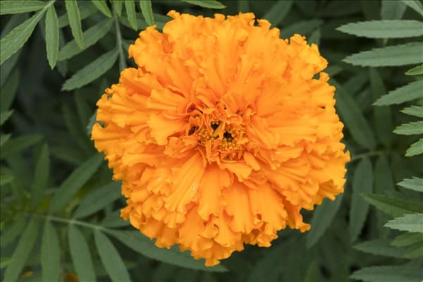Tagetes erecta