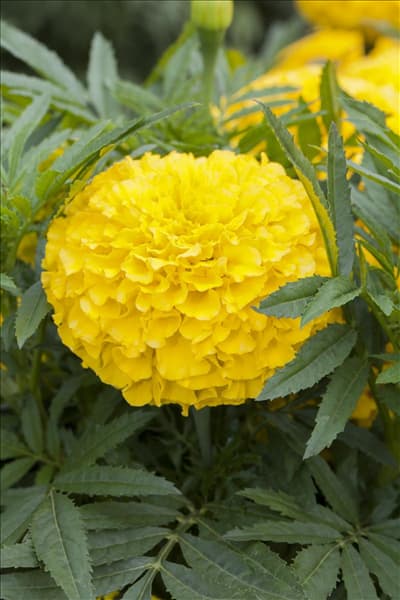 Tagetes erecta