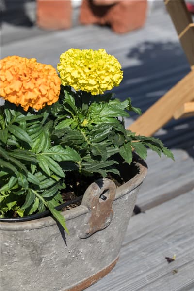 Tagetes erecta 'Antigua'