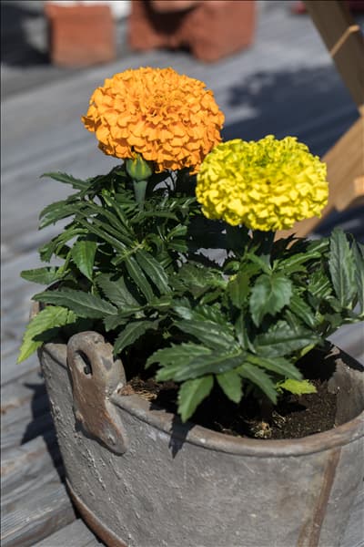 Tagetes erecta 'Antigua'