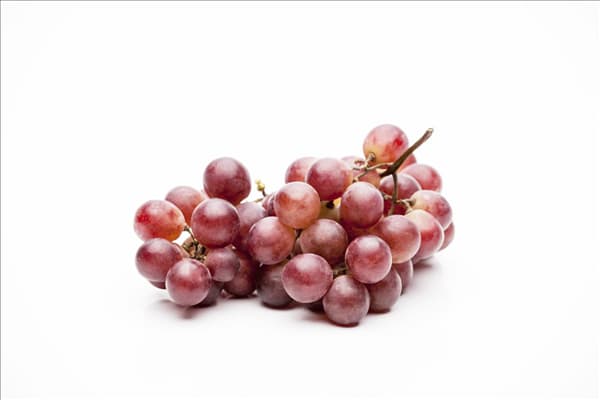 Vitis vinifera