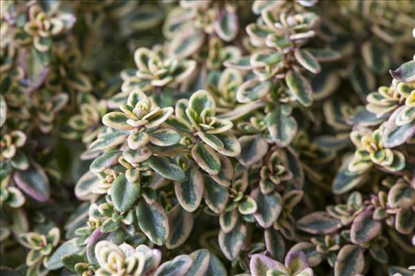 Thymus x citriodorus 'Aureus'