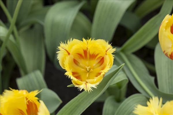 Tulipa 'Flamenco'