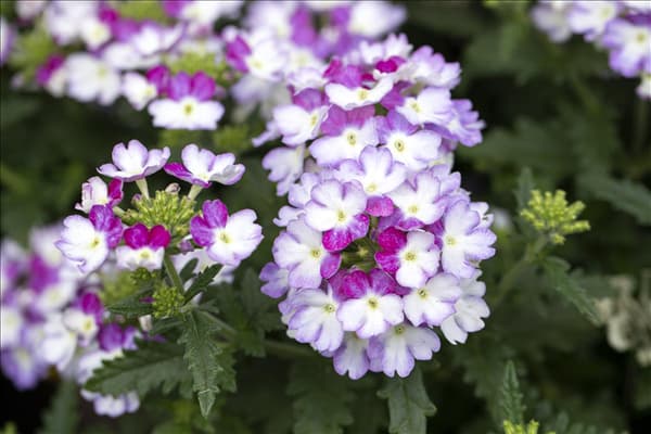 Verbena 'Lascar'®