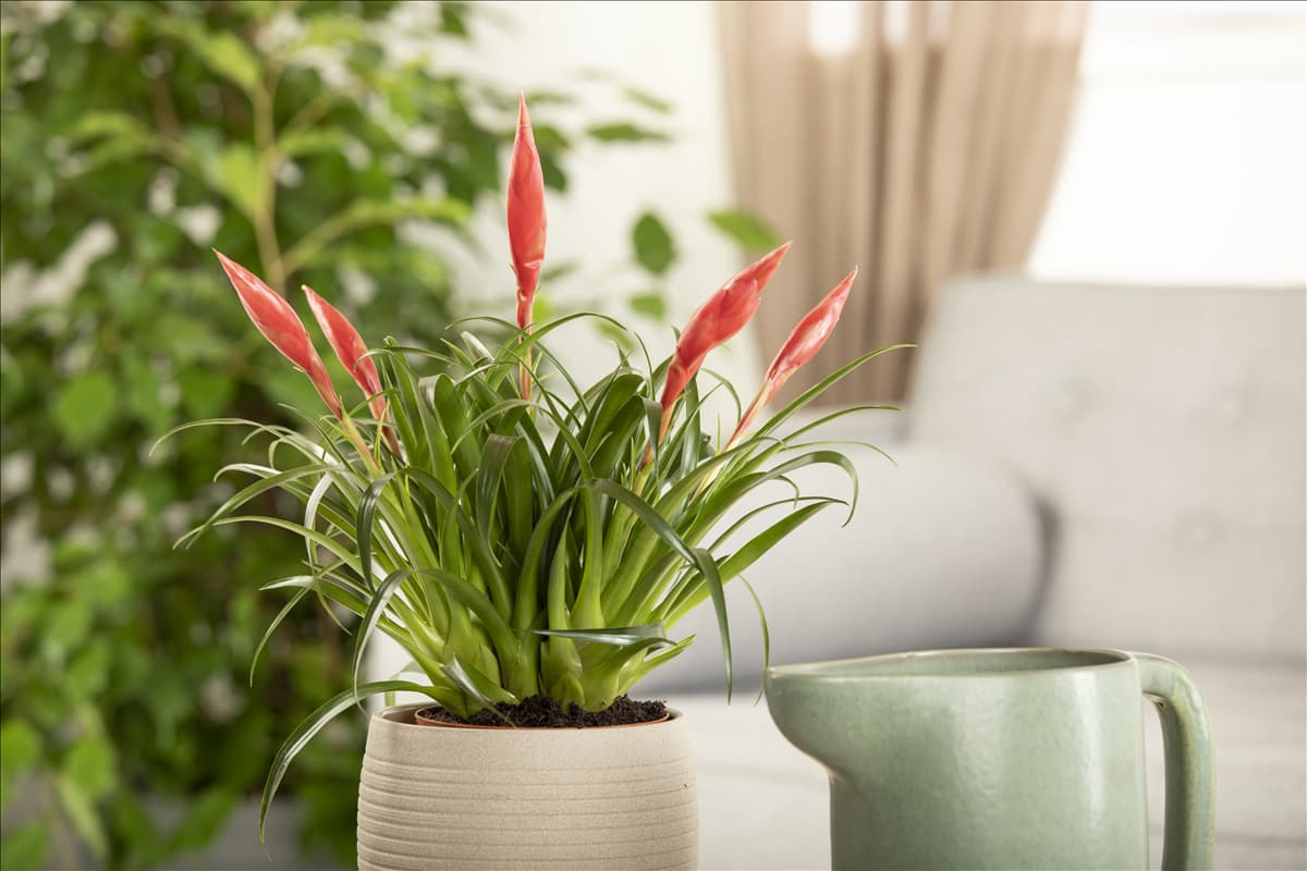Vriesea 'Astrid'