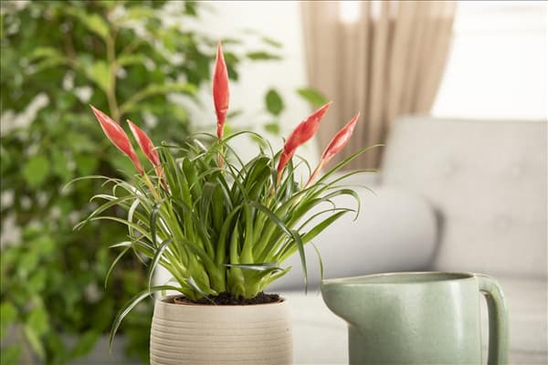 Vriesea 'Astrid'