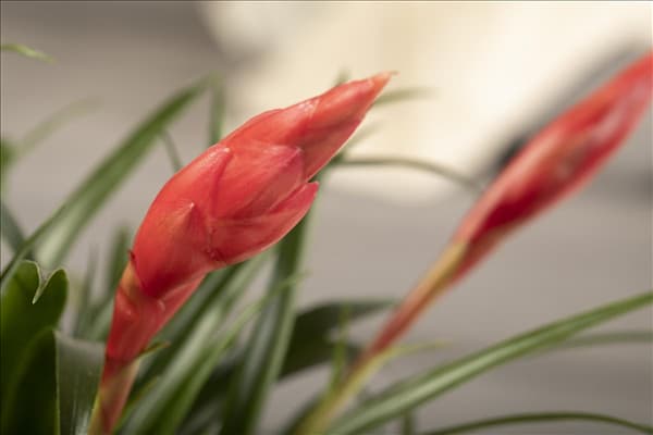 Vriesea 'Astrid'
