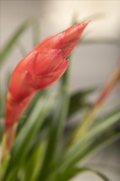 Vriesea 'Astrid'