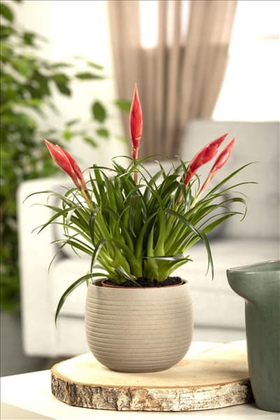 Vriesea 'Astrid'