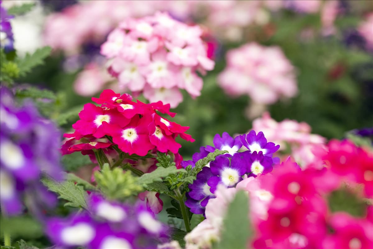 Verbena 'Trixi'®