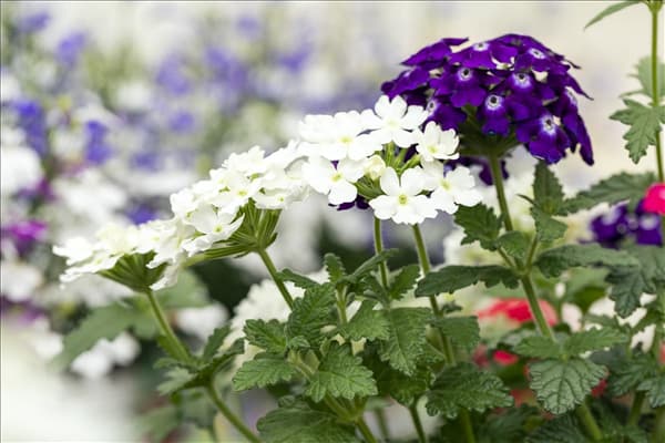 Verbena 'Trixi'®