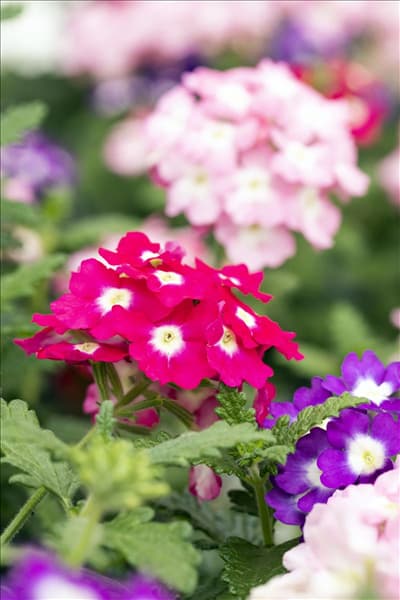 Verbena 'Trixi'®