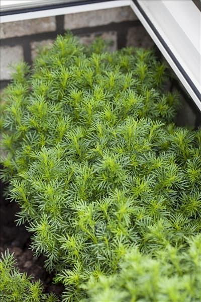 Tagetes filifolia