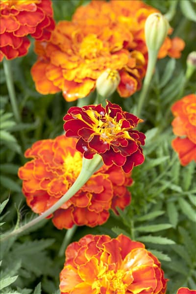 Tagetes patula