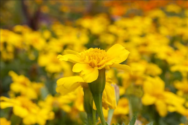 Tagetes patula