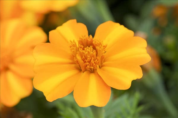 Tagetes patula