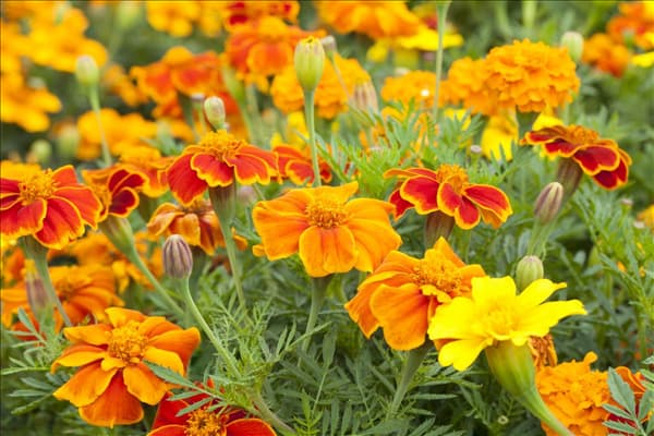 Tagetes patula