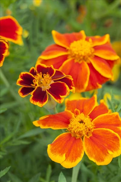 Tagetes patula