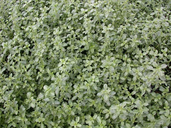Thymus x citriodorus 'Silver Queen'