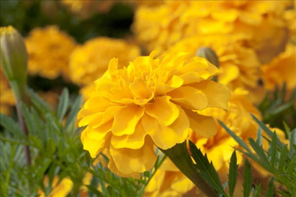 Tagetes patula