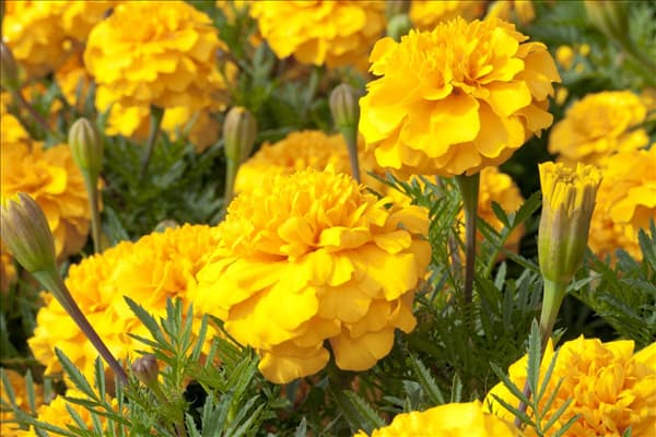 Tagetes patula