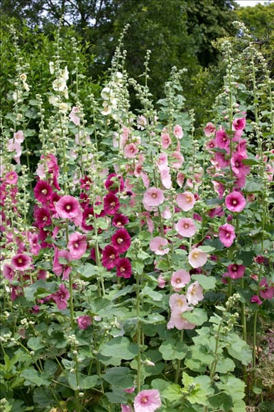 Alcea rosea