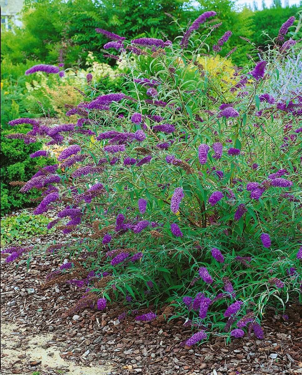 Buddleja davidii Nanho Blue