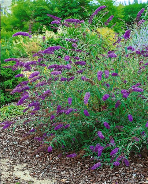 Buddleja davidii Nanho Blue