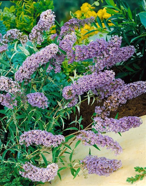 Buddleja davidii Nanho Blue