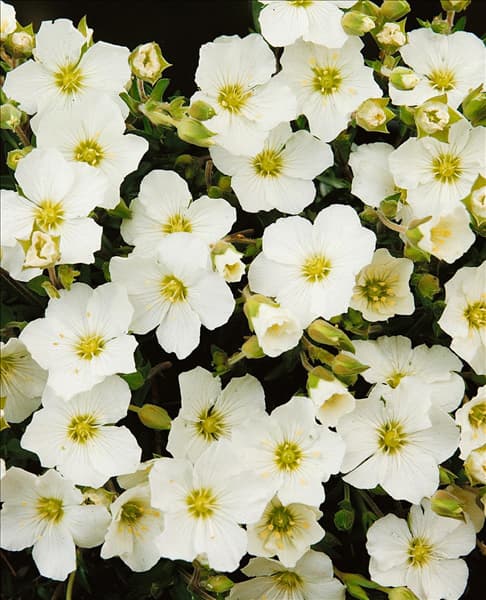 ARENARIA MONTANA