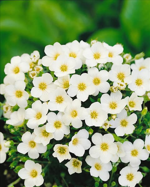 ARENARIA MONTANA COMPACTA