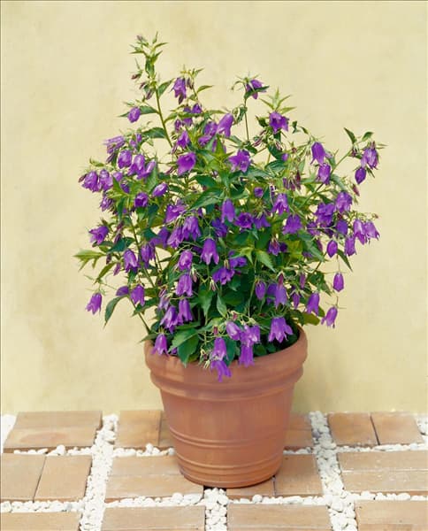 Campanula punctata Kent Belle im Topf
