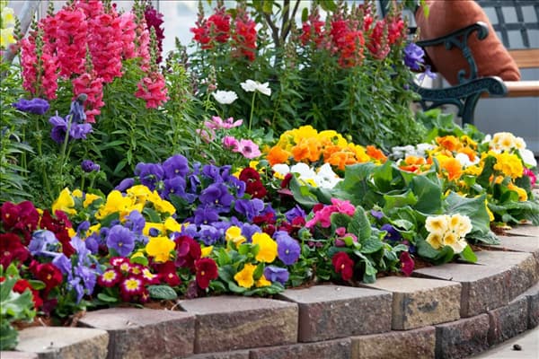 Blumenbeet mit Sommerblumen