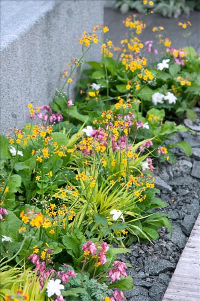 Bepflanzung mit Primula