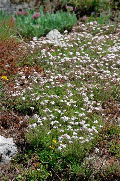 Androsace chamaejasme