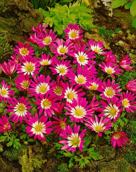 ANEMONE BLANDA "RADAR"