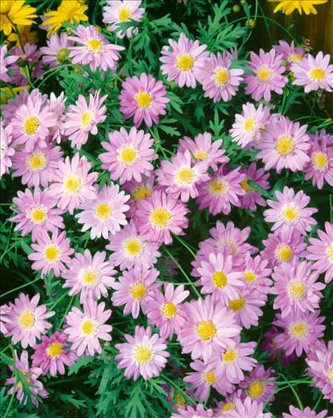 Argyranthemum Daisy Crazy(R) Galaxy Orchid
