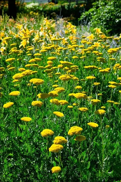 Achillea millefolium