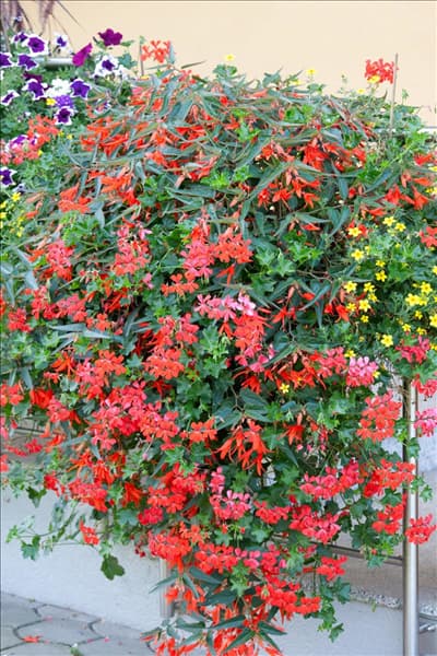 Sommerblumen Mischung