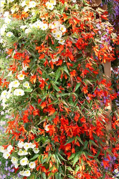 Begonia Bonfire