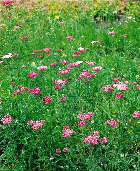 Achillea millefolium Apfelblüte
