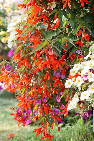 Begonia Bonfire