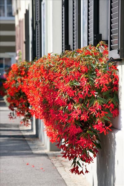 Begonia Bonfire